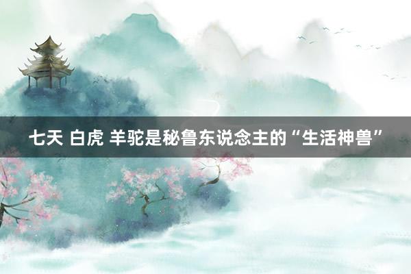 七天 白虎 羊驼是秘鲁东说念主的“生活神兽”