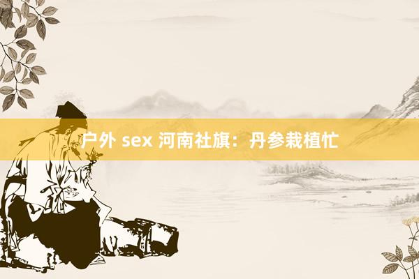 户外 sex 河南社旗：丹参栽植忙